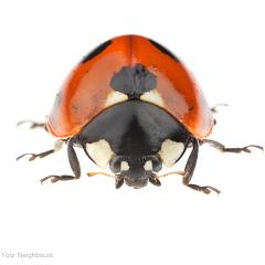 MYN Seven Spot Ladybird 